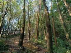 -阳台山森林公园