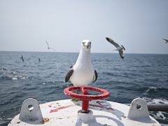 -海驴岛(荣成市)