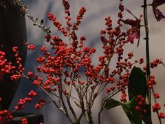 -自由生长植物工作室(深港花卉中心店)