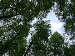 -东平国家森林公园