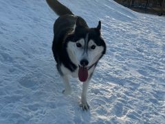 -宠乐会宠物乐园