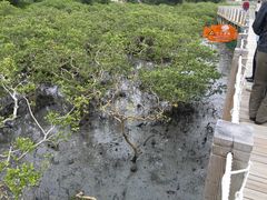 -北海金海湾红树林生态旅游区