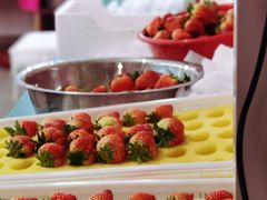 -建德果蔬乐园绪塘草莓基地