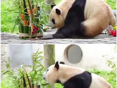 -卧龙中华大熊猫苑神树坪基地