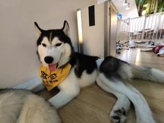 海参-Husky Go! 哈士奇体验馆·宠物咖啡厅狗咖