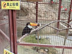 -海南槟榔谷黎苗文化旅游区