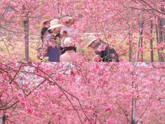 -天适樱花悠乐园