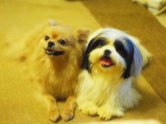 -彩虹桥宠物火化殡葬善终服务(金乐大厦店)