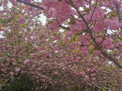 -高东镇樱花园