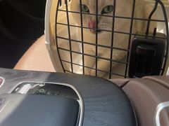 -momokira米努特·德文卷毛猫·棉花面纱犬