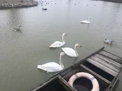 -盐城丹顶鹤湿地生态旅游区