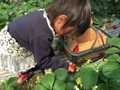-青浦采草莓天天草莓园