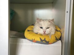 -北京赛佳动物医院