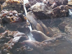 android_upload_pic-年记·兴顺斋 牛街清真熟食小吃店