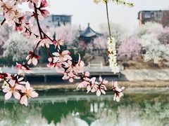 -桃花堤公园
