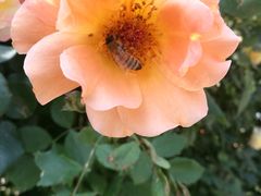 -意大利农场度假村