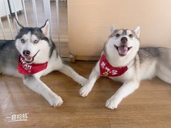 养乐多-Husky Go! 哈士奇体验馆·宠物咖啡厅狗咖