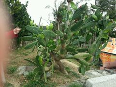 android_upload_pic-白沙湾海滩