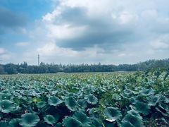 -廊坊市自然公园