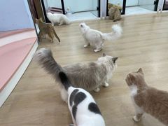 -1013 PET SHOP 宠物商店(近铁城市广场店)