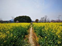 -田园东方蜜桃村的田野营地