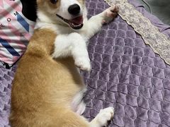 -翊宠yipet猫狗购宠庄园犬舍•猫舍