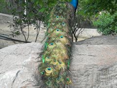 -泉州海丝野生动物世界