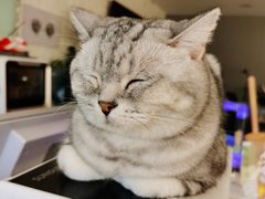 -平行世界·猫咖(首经贸店)