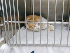 -瑞派动物医院·猫专科·至诚(江南中分院)