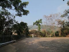 -银湖山郊野公园-相思林