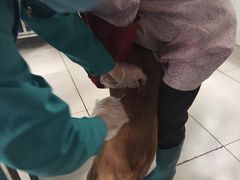 -骐奇宠物诊疗中心(南亭公路店)