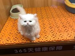 -欣宠猫屋·矮脚拿破仑·蓝金金渐层