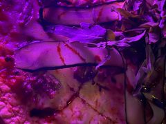 烤鸭肉披萨-MARU玛露音乐餐厅(大学路店)