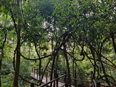 -中国科学院西双版纳热带植物园