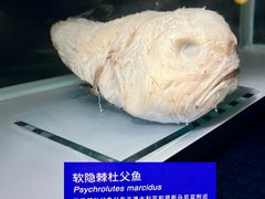 -凤凰中心