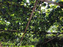 -北京龙庆四季香农家饭庄·灶台鱼·碳烤虹鳟鱼(龙庆峡店)