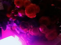-DesMix