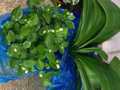 -双季花艺园艺市场(浦东店)