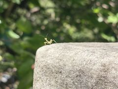 -白水寺森林公园