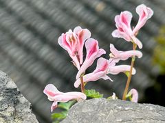 -盘门景区