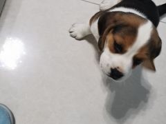 -宠福鑫康馨动物医院·骨科·眼科