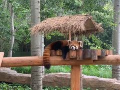 -北京野生动物园