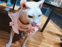 -MOCHA明星猫咖(田子坊店)