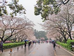 -武汉大学-樱园