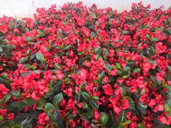 -昆明春城湖畔度假村