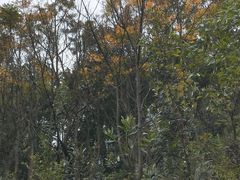 -中山市树木园