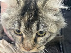 -pd派德宠物中心医院24H急重症·眼科中心·血液透析中心(嵩山北路店)