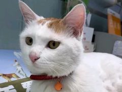 -纳吉亚猫专科动物诊疗中心(蒋宅口分院)