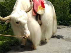-叠溪松坪沟景区