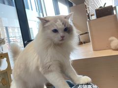 -瞄一喵猫咖(格力海岸店)